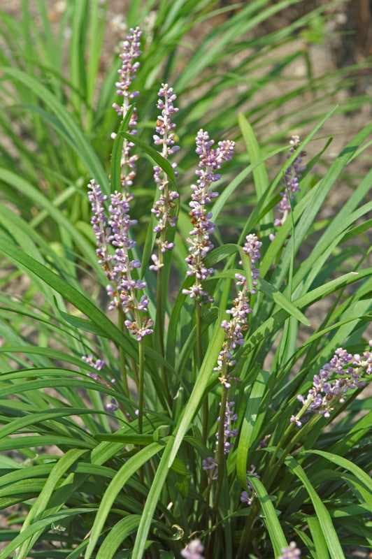 Liriope muscari ‘Big Blue’ (Monkey Grass) - thumbnail 2