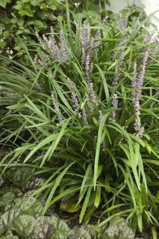 Liriope muscari ‘Big Blue’ (Monkey Grass) - thumbnail 3