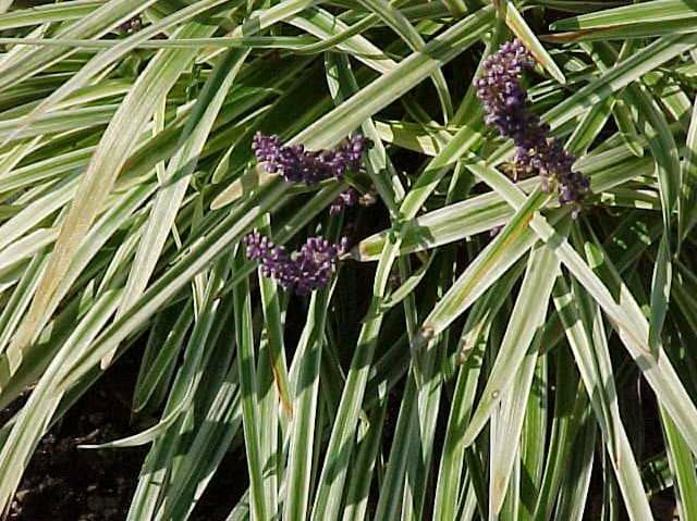 Liriope muscari ‘Variegata’ (Variegated Monkey Grass) - thumbnail 3