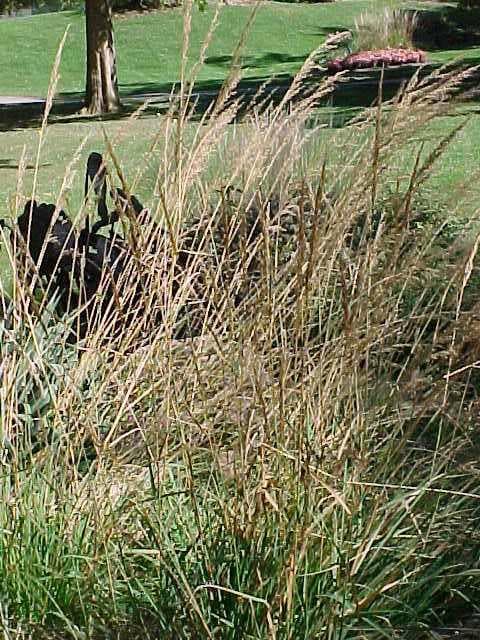 Sorghastrum nutans ‘Indian Steel’ (Indiangrass) - thumbnail 3