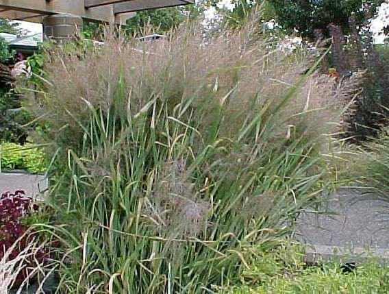 Panicum virgatum ‘Dallas Blues’ (Switchgrass)