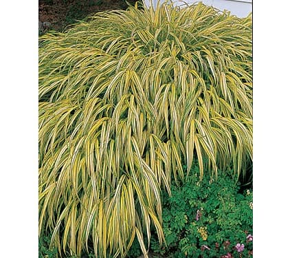 Hakonechloa macra ‘Aureola’ (Variegated Japanese Forest Grass) - thumbnail 3