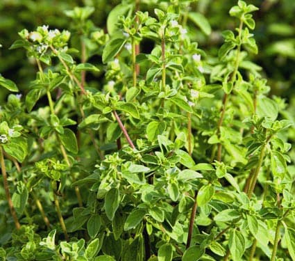 Origanum vulgare - thumbnail 2