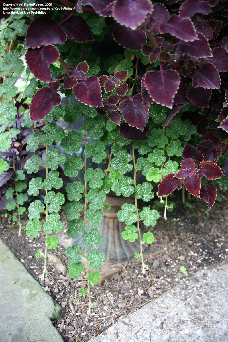 Rubus calycinoides (Creeping Raspberry)