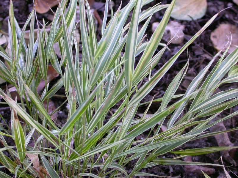Hakonechloa macra ‘Aureola’ (Variegated Japanese Forest Grass)
