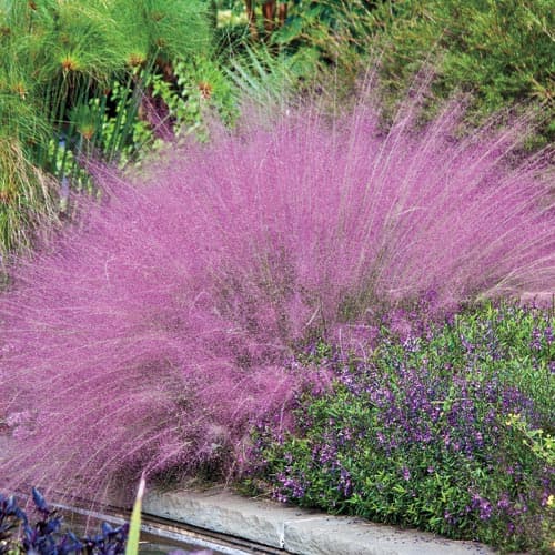 Muhlenbergia capillaris (Pink Muhly Grass) - thumbnail 3