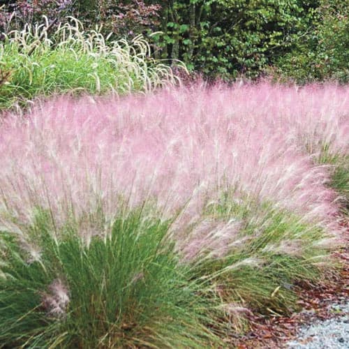 Muhlenbergia capillaris (Pink Muhly Grass) - thumbnail 2