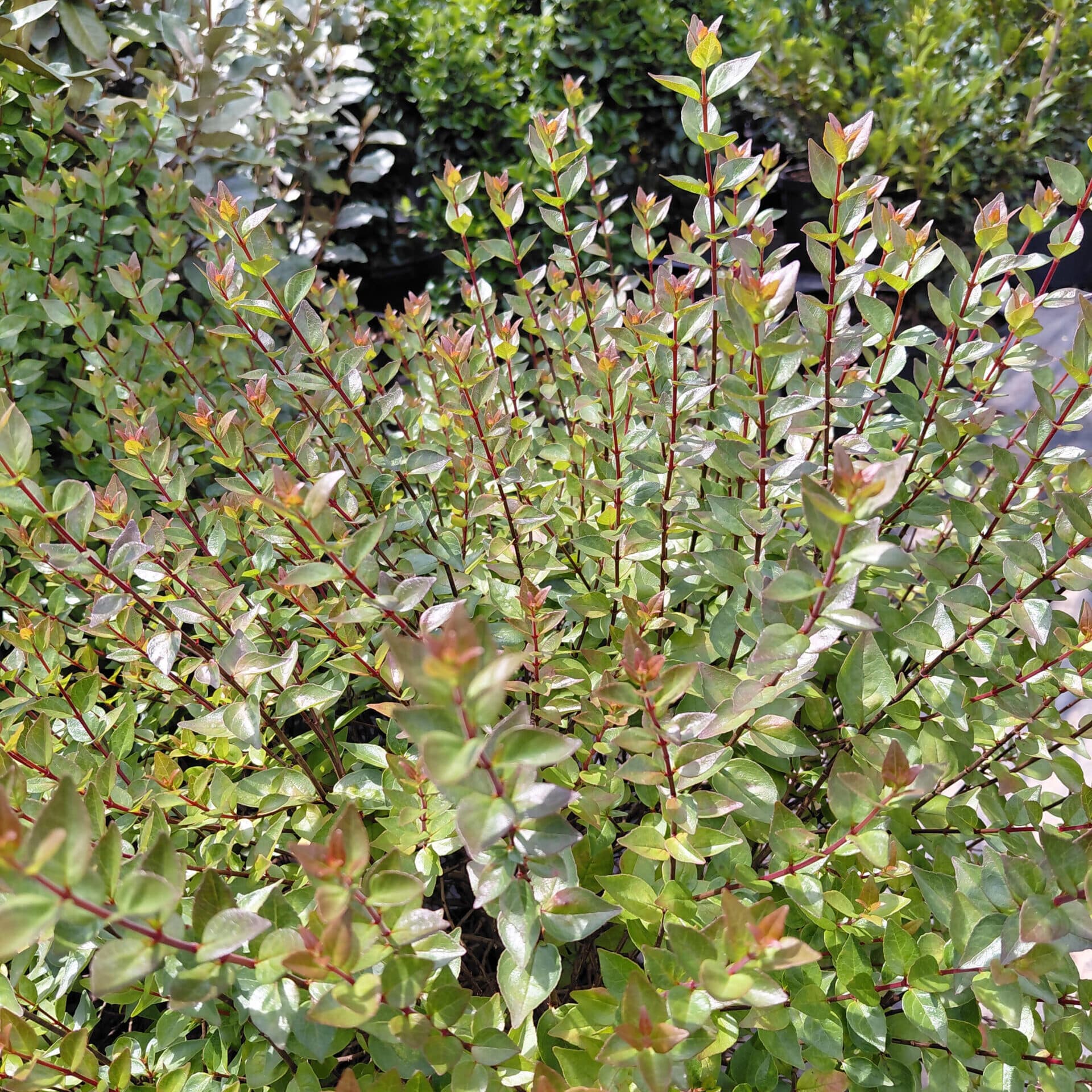 Abelia x grandiflora ‘Rose Creek’