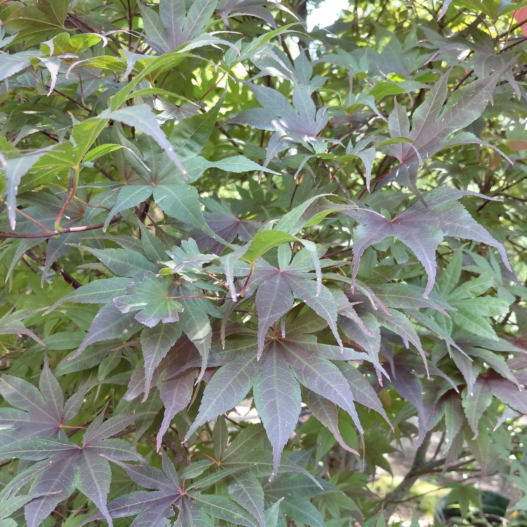 Acer palmatum ‘Bloodgood’ (Japanese Maple)