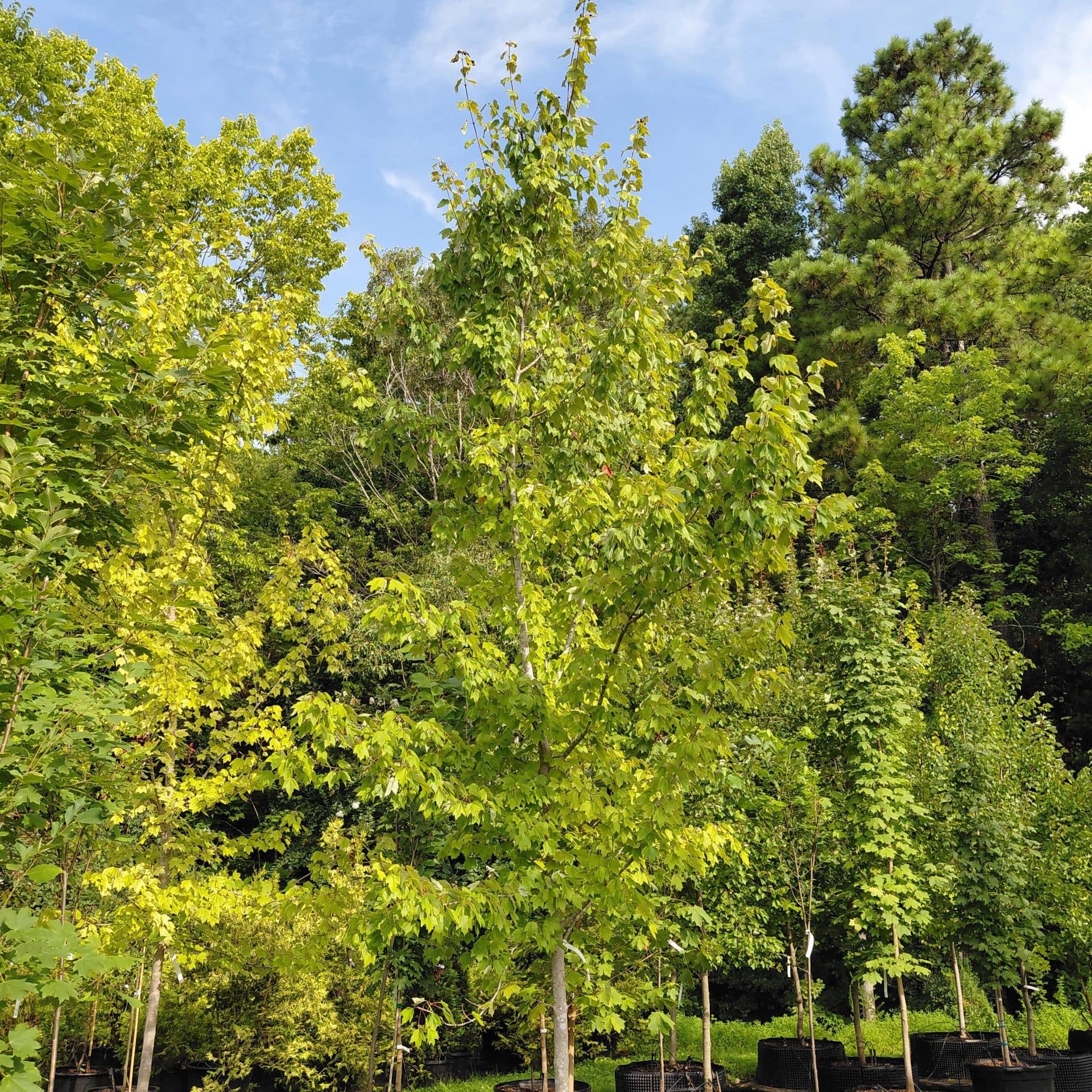 Acer rubrum ‘Franksred’ (Red Sunset® Red Maple)