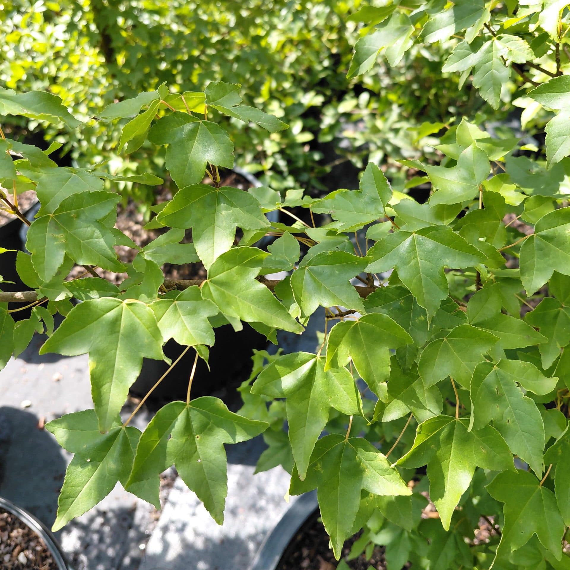 Acer buergerianum (Trident Maple)
