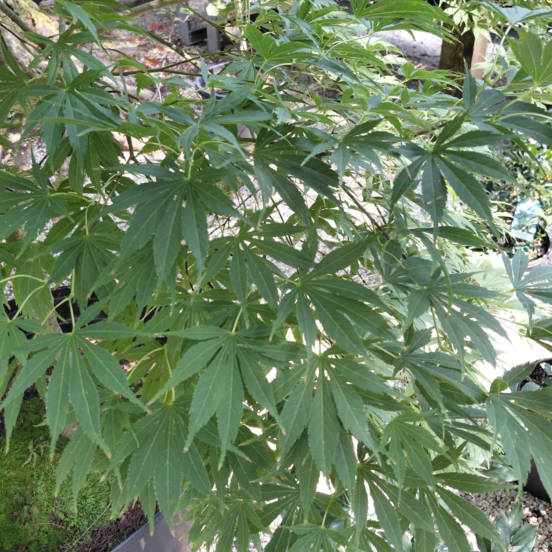 Acer palmatum ‘Fascination’ (Japanese Maple)