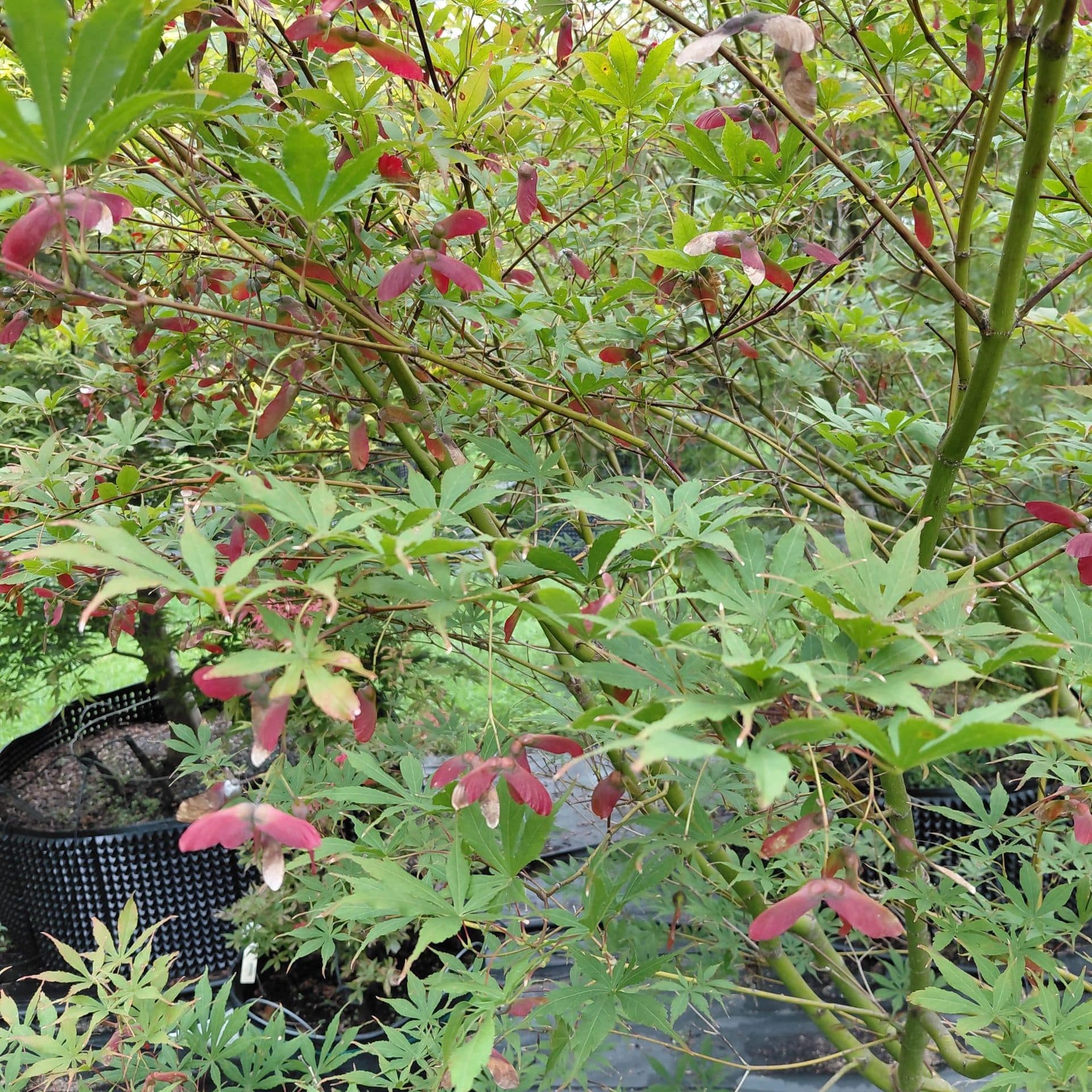 Acer palmatum ‘Suminagashi’ (Japanese Maple)