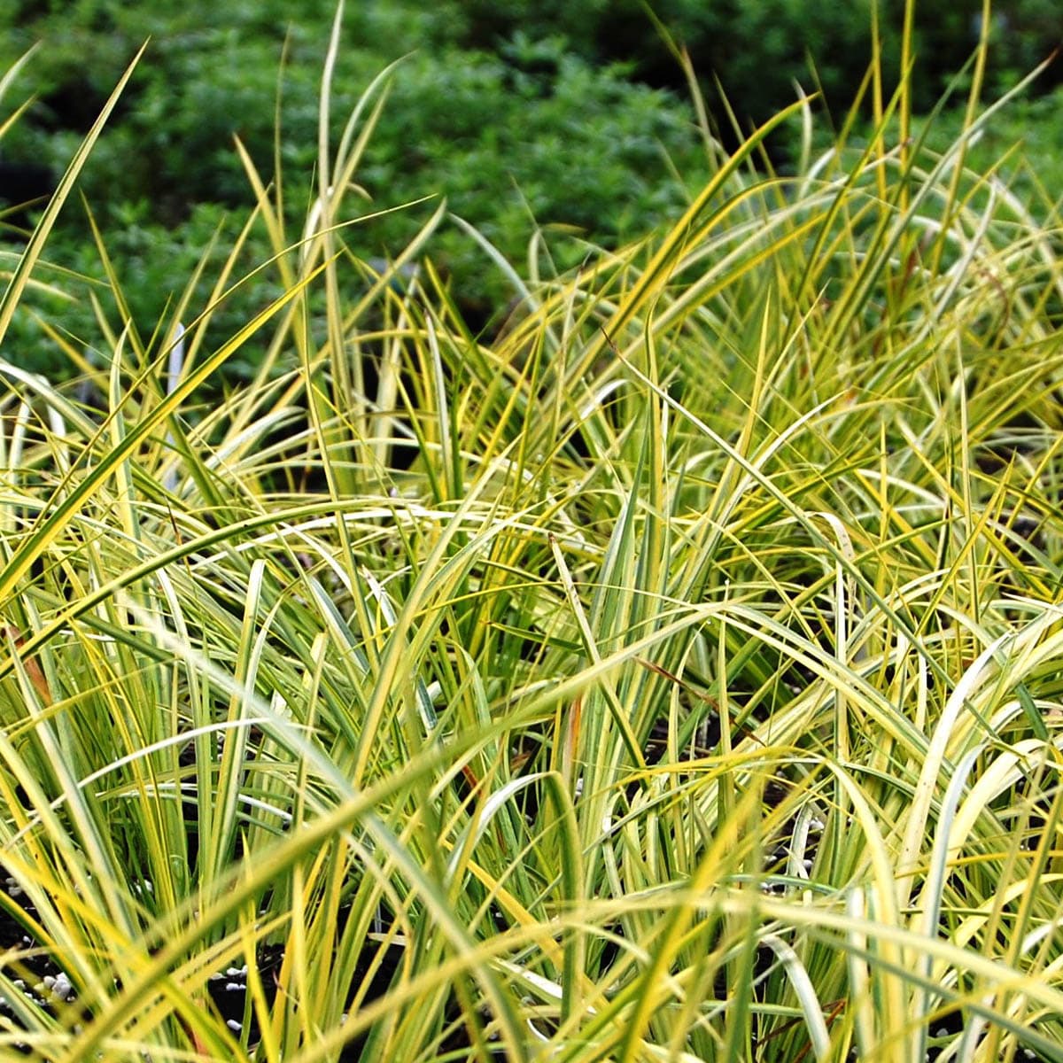 Acorus gramineus ‘Ogon’ (Golden Sweet Flag)