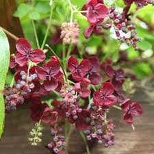 Akebia quinata (Chocolate Vine)