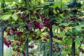 Akebia quinata (Chocolate Vine) - thumbnail 2