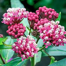 Asclepias incarnata ‘Cinderella’ (Swamp Milkweed)