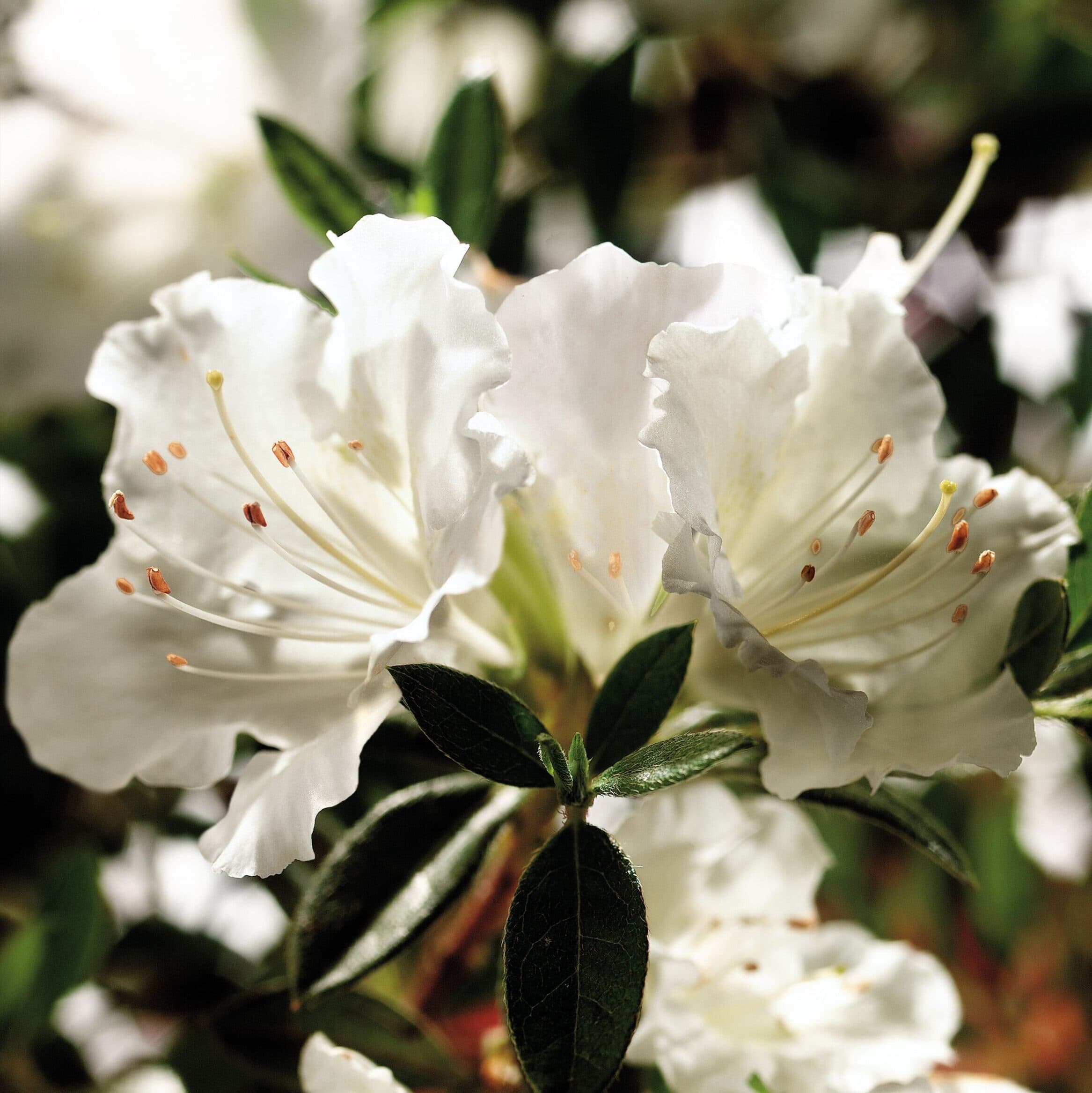 Azalea ‘Robleg’ Encore® Autumn Angel®