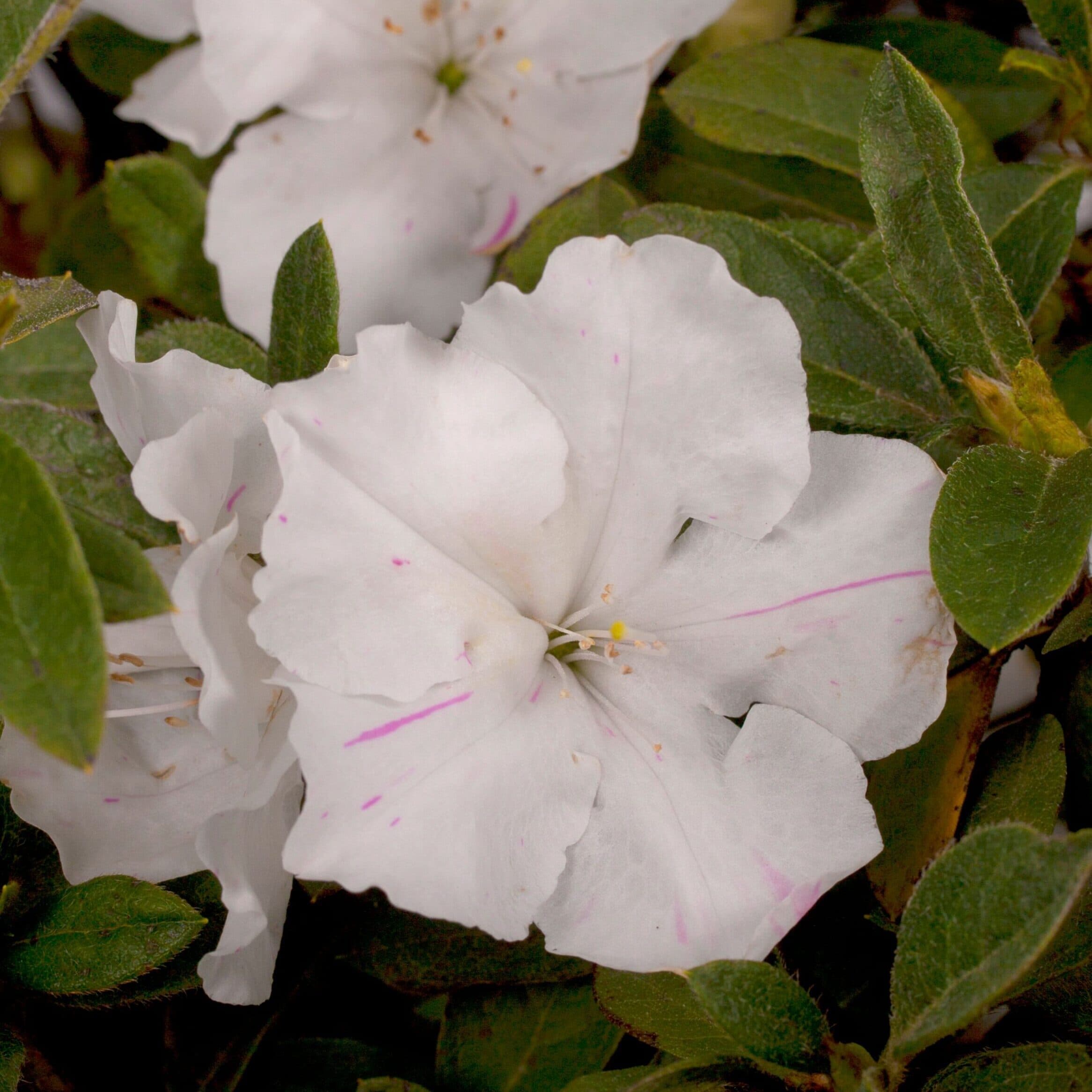 Azalea ‘Roblex’ Encore® Autumn Lily®