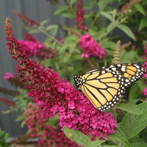 Buddleia ‘Miss Molly’ (Butterfly Bush)