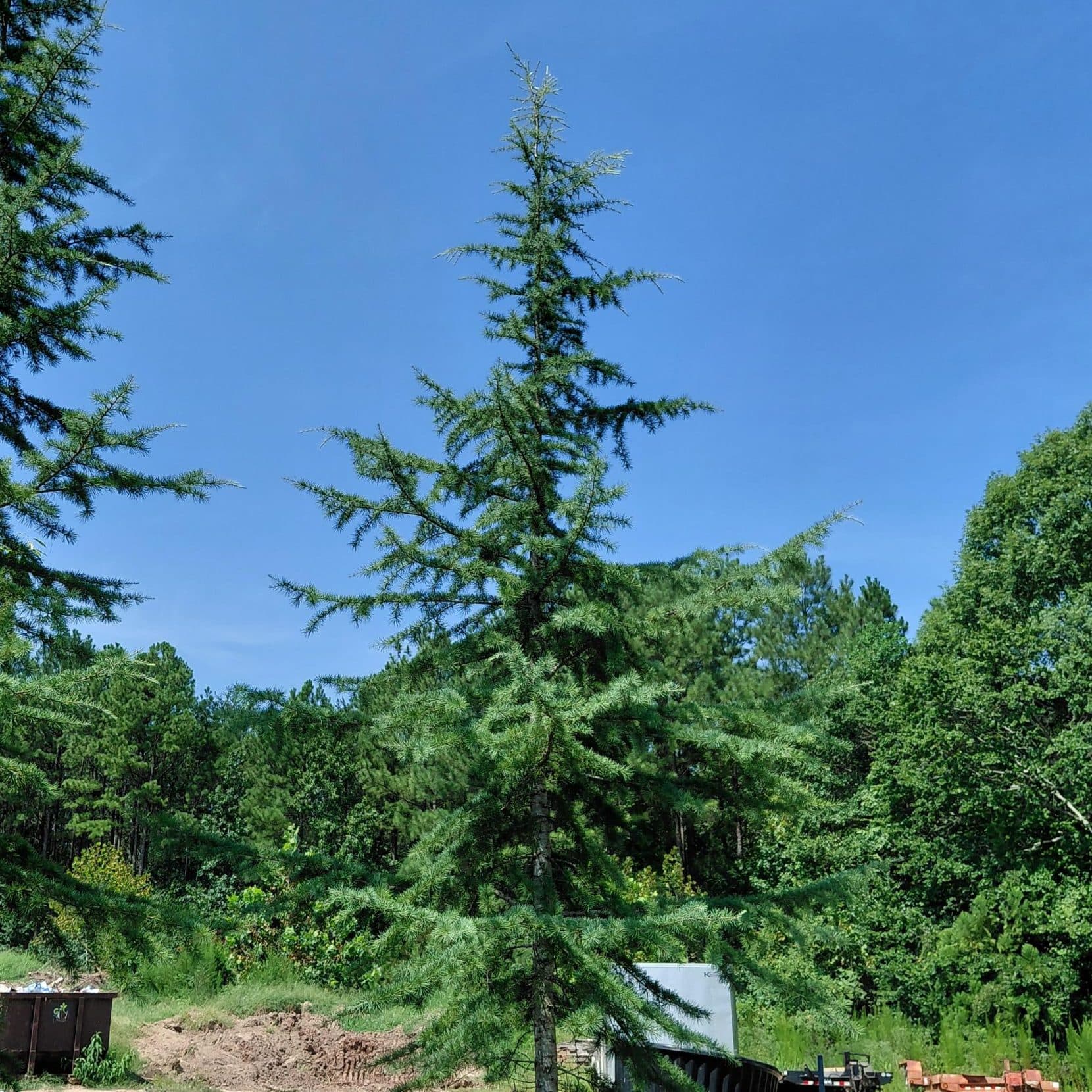 Cedrus deodara (Deodar Cedar)