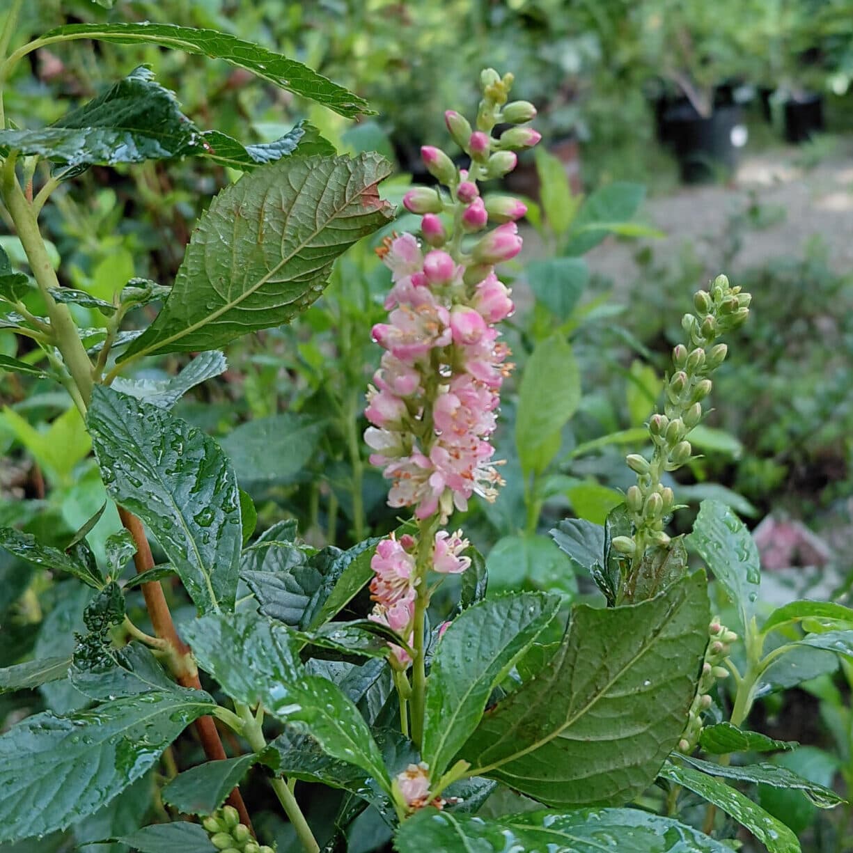 Clethra alnifolia ‘Ruby Spice’ (Summersweet)