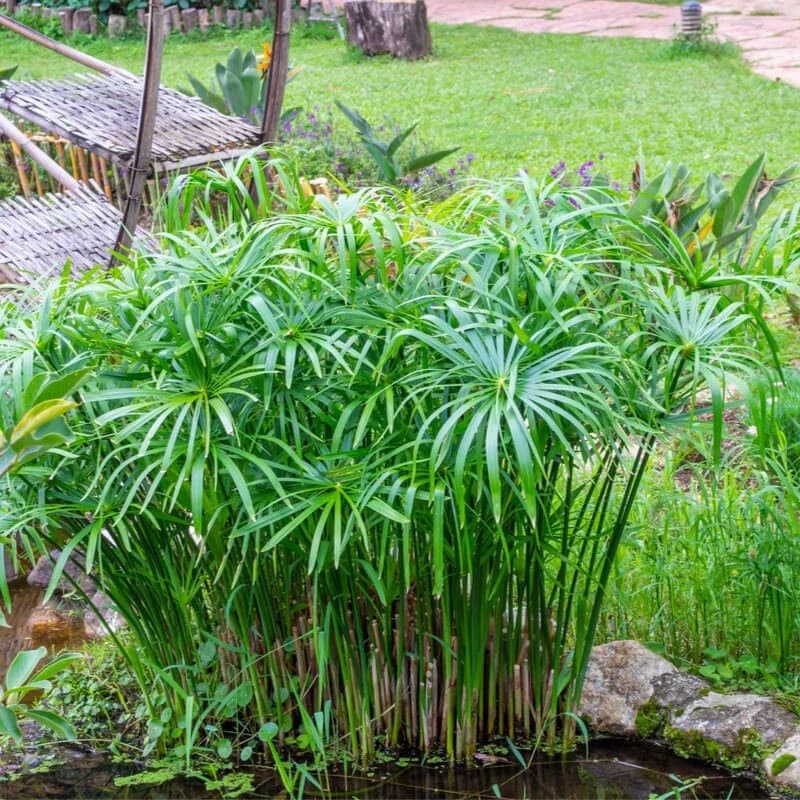Cyperus alternifolius (Umbrella Sedge)