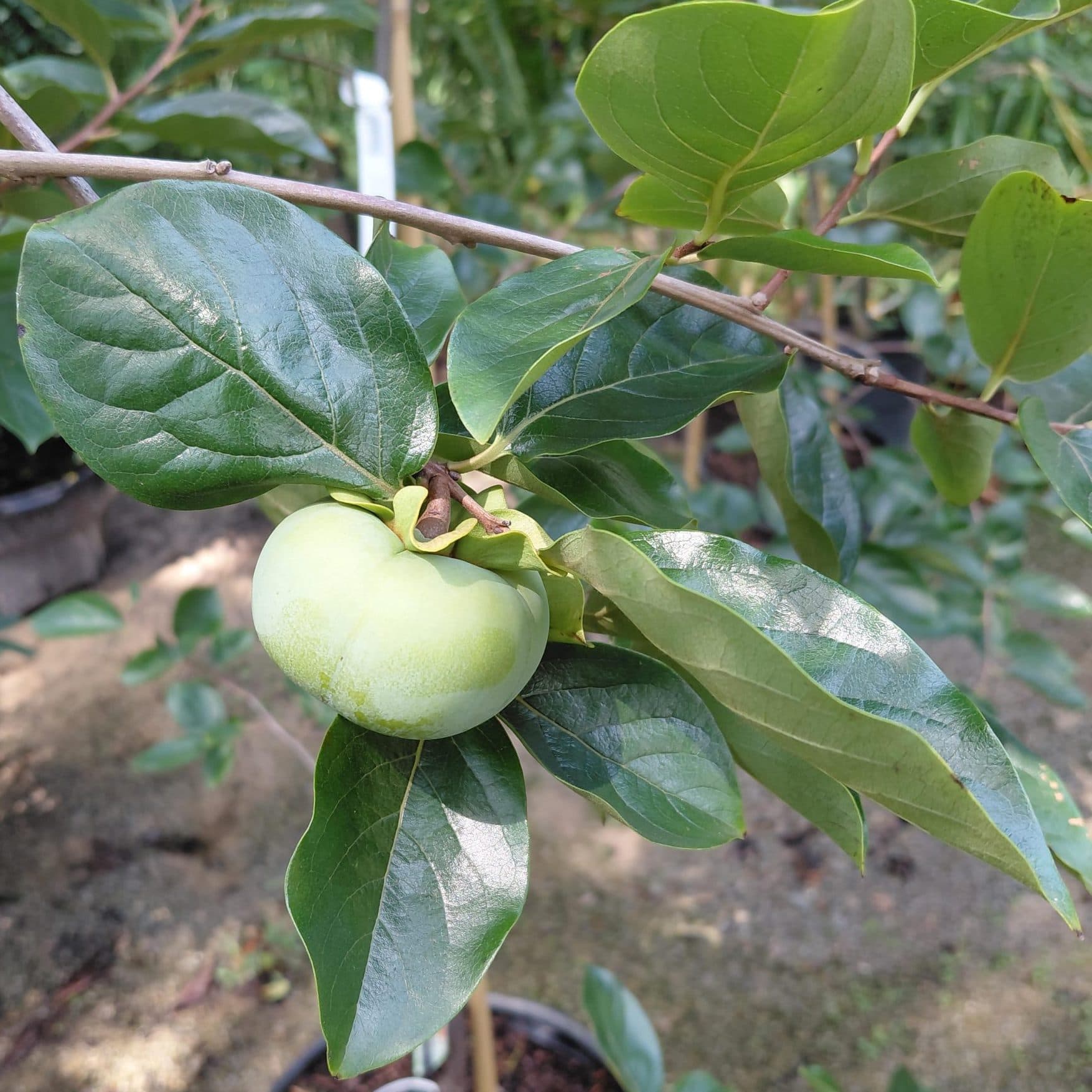Diospyros kaki ‘Fuyu’ (Persimmon)