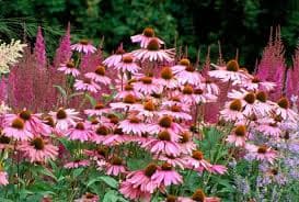 Echinacea purpurea (Coneflower) - thumbnail 2