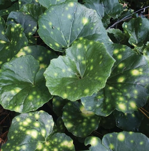 Farfugium japonicum  ‘Aureomaculatum’ (Spotted Leopard Plant)
