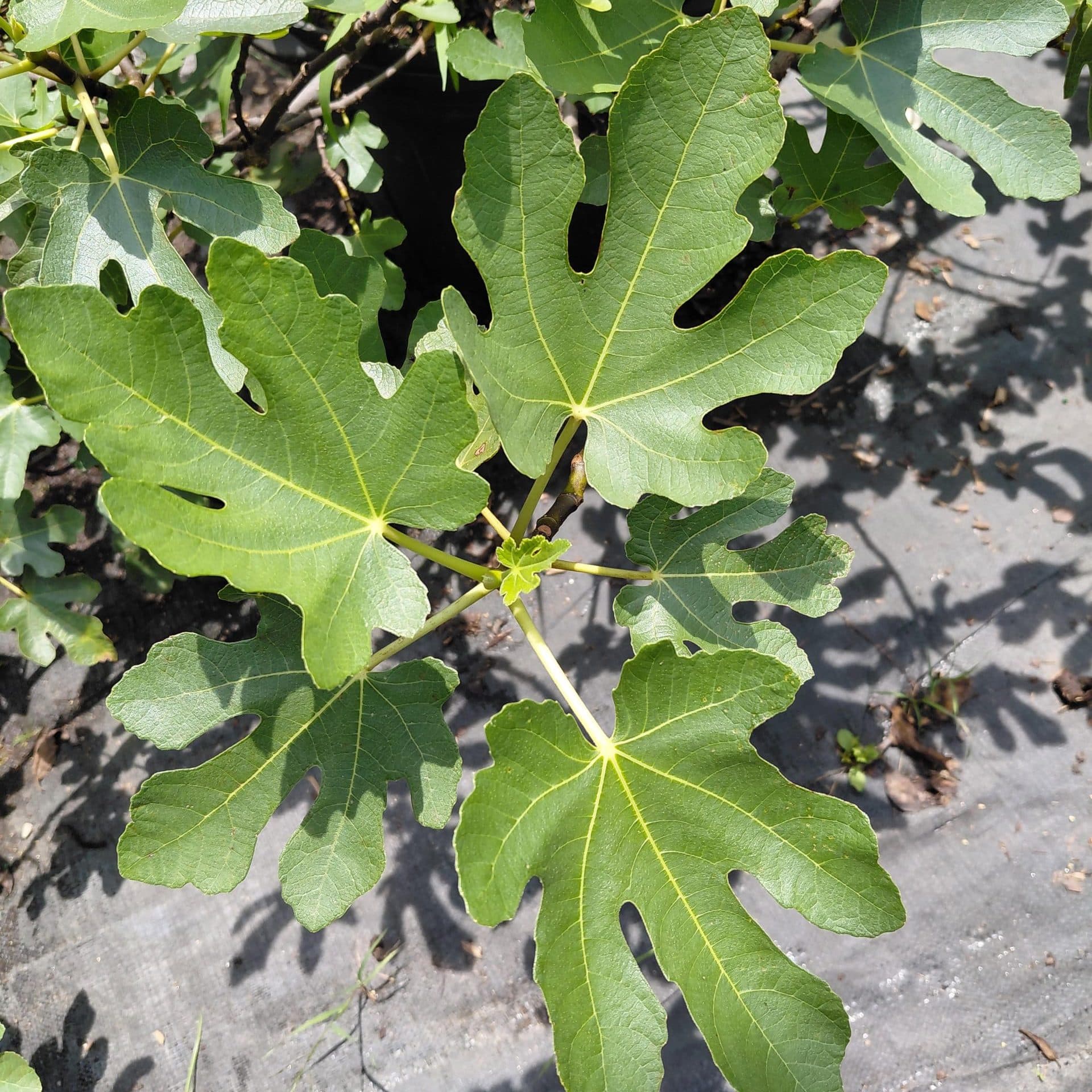 Ficus carica ‘Brown Turkey’ (Fig)