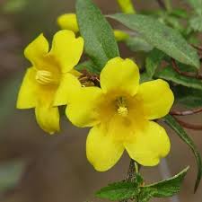Gelsemium sempervirens (Carolina Jessamine)