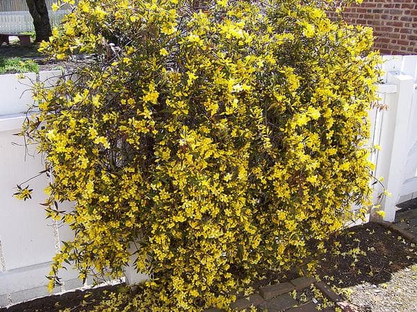 Gelsemium sempervirens (Carolina Jessamine) - thumbnail 2