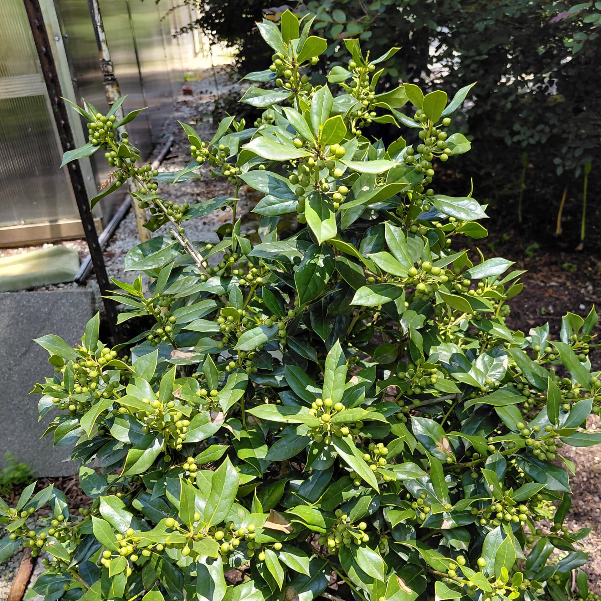 Ilex cornuta ‘Needlepoint’ (Chinese Holly)