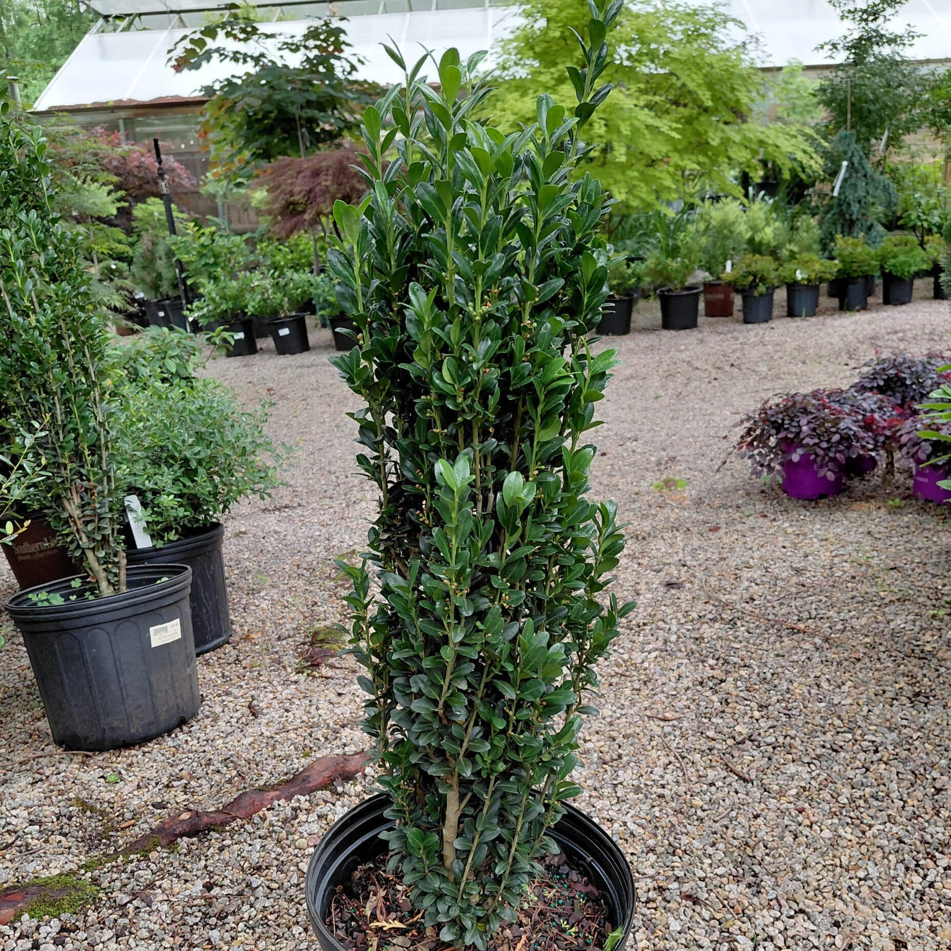 Ilex crenata ‘Sky Pencil’ (Japanese Holly)