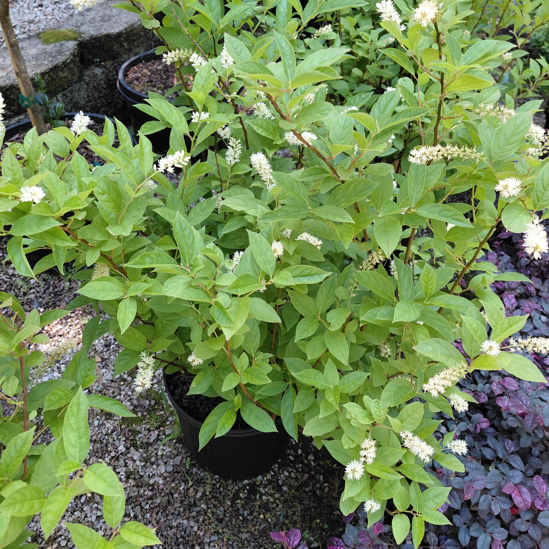 Itea virginica ‘Henry’s Garnet’ (Virginia Sweetspire)