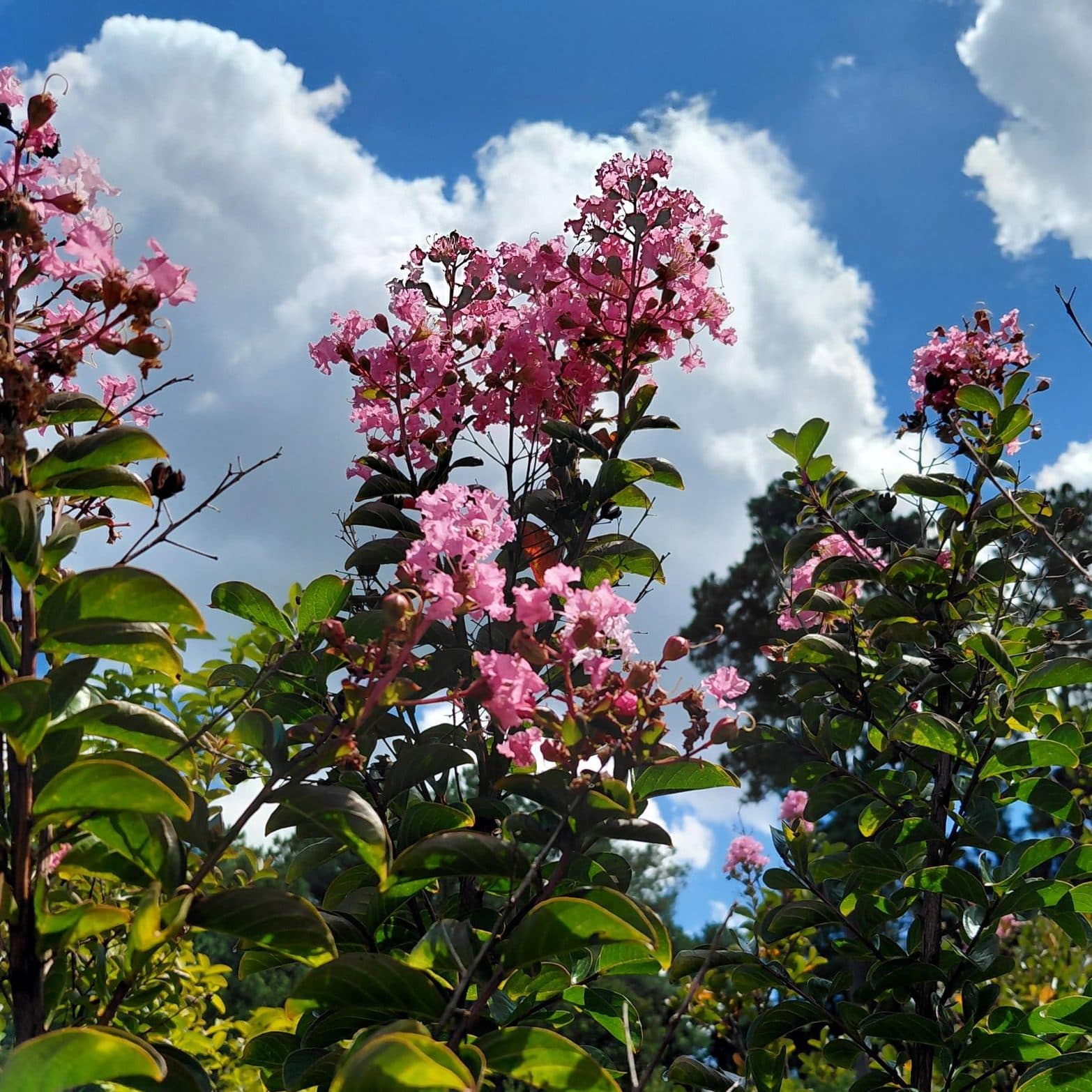 Lagerstroemia x ‘Sioux’ (Crape Myrtle)