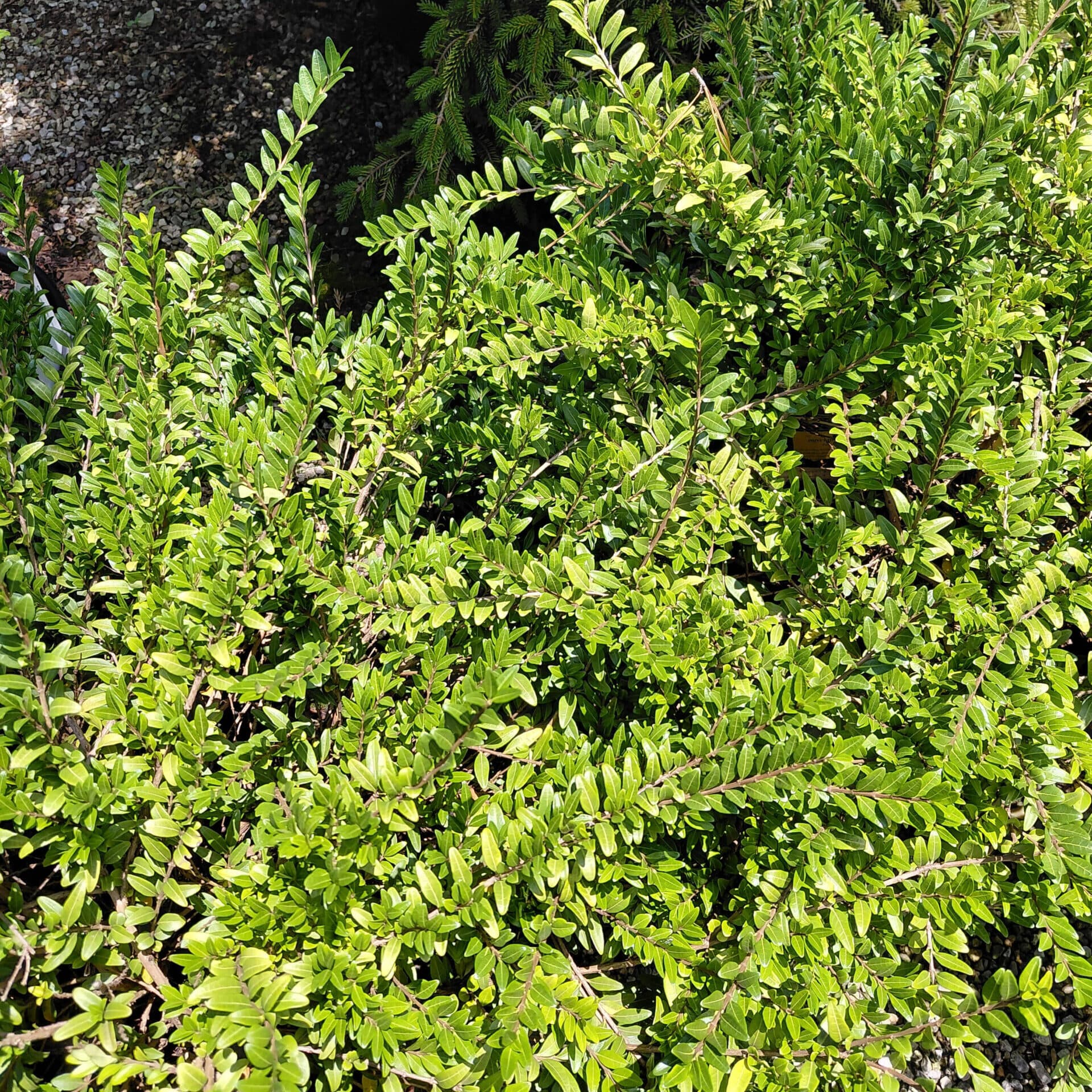 Lonicera pileata (Box-leaf Honeysuckle)