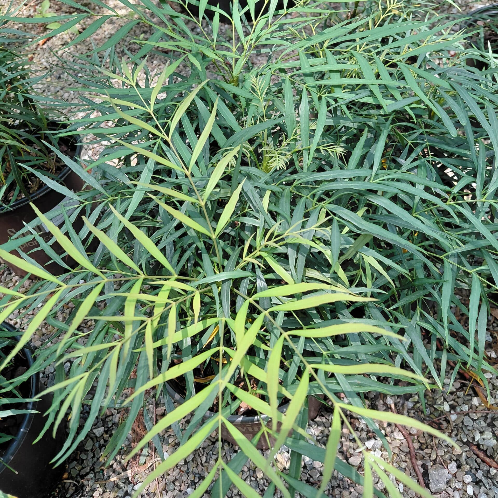 Mahonia eurybracteata ‘Soft Caress’