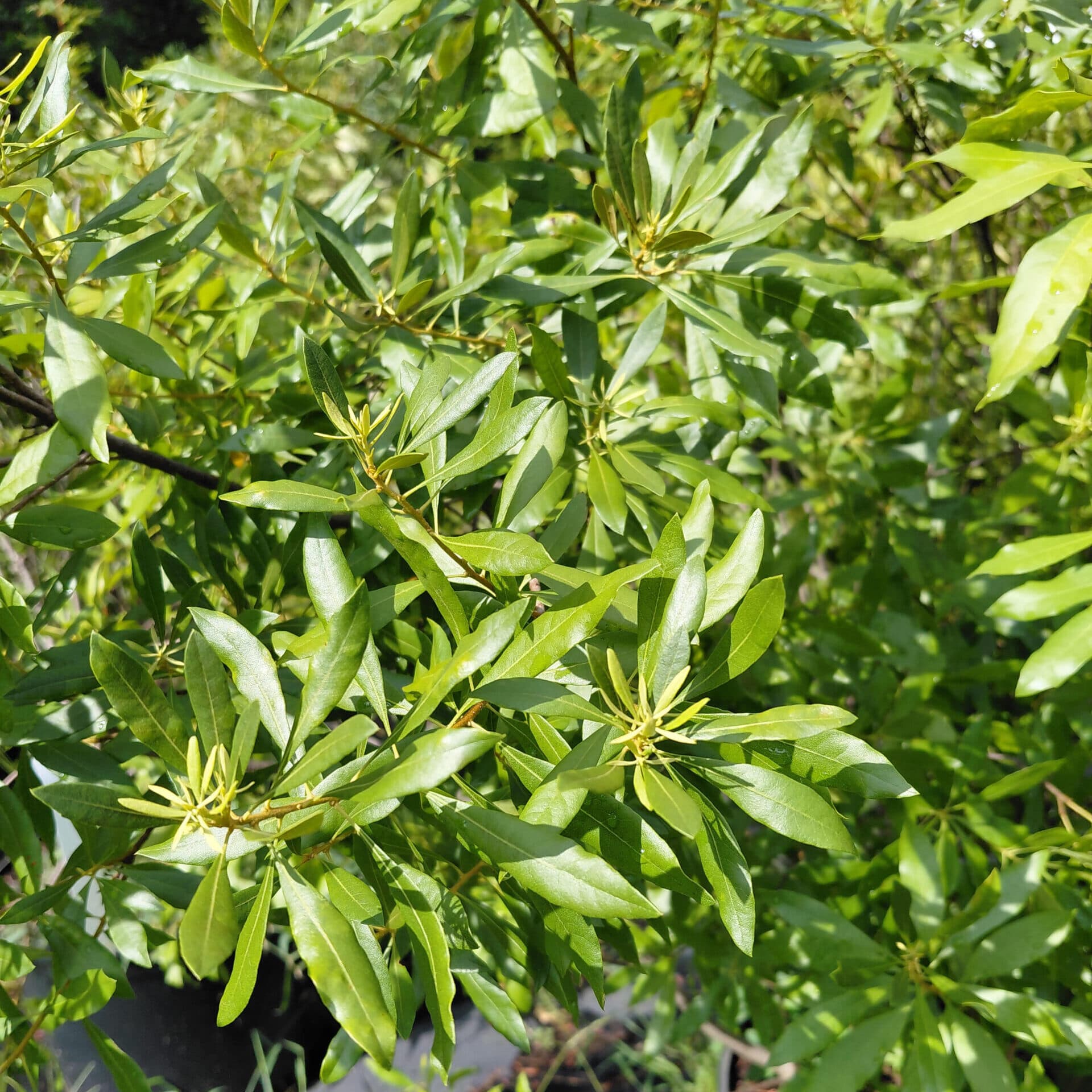 Myrica cerifera (Wax Myrtle)