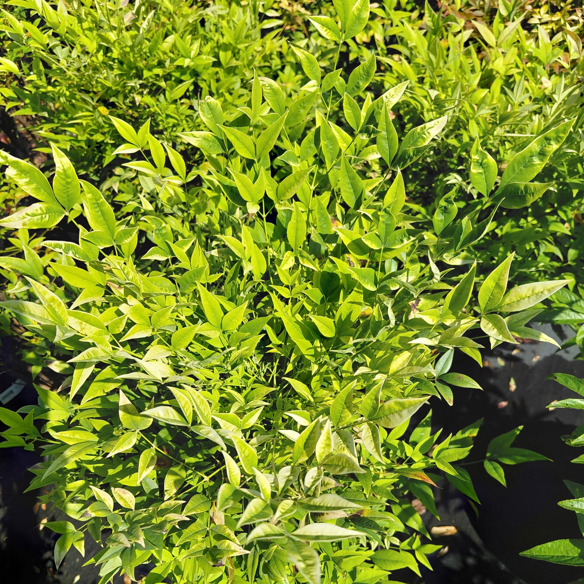 Nandina domestica ‘Lemon Lime’