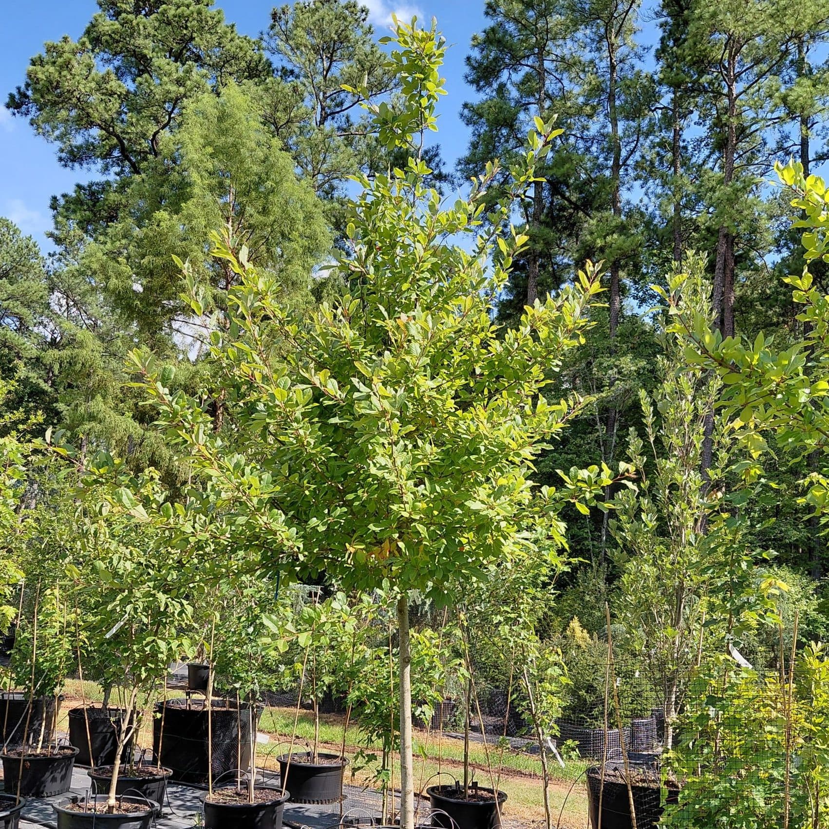 Nyssa sylvatica ‘Wildfire’ (Tupelo/Black Gum)