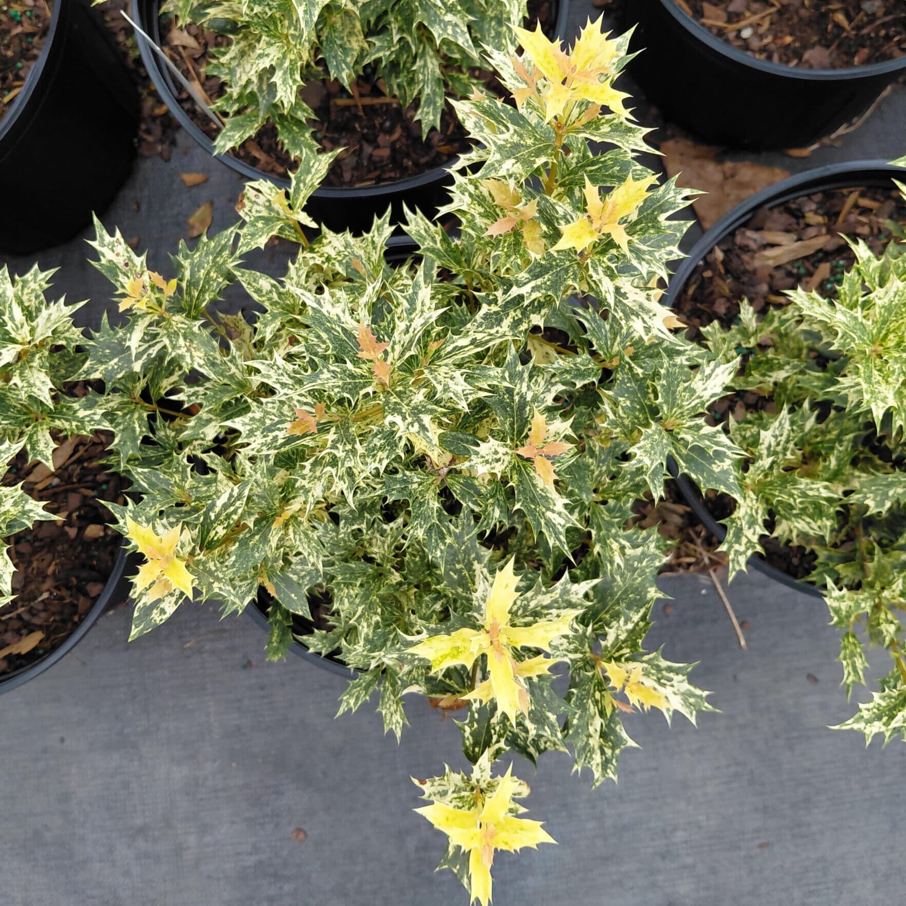 Osmanthus heterophyllus ‘Goshiki’