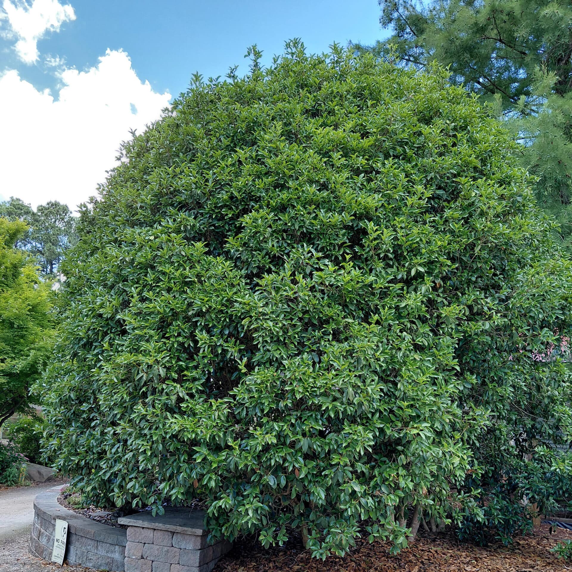 Osmanthus fragrans (Tea Olive)
