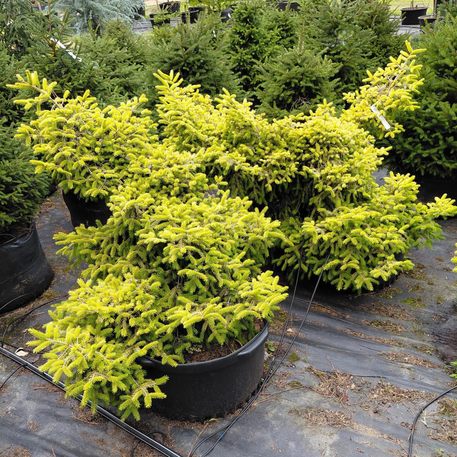 Picea orientalis ‘Skylands’ (Oriental Spruce)