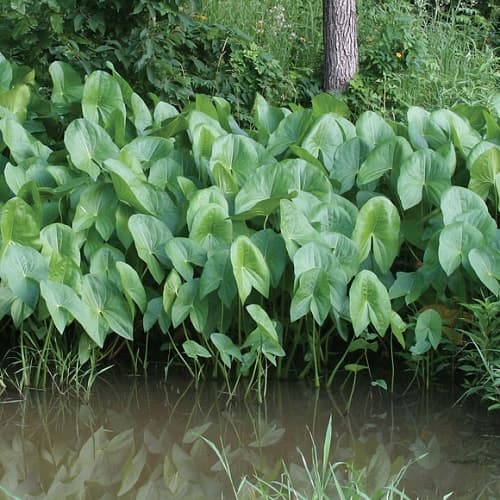 Sagittaria latifolia (Arrowhead)