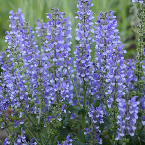 Salvia ‘Azure Snow’