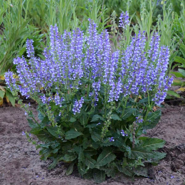 Salvia ‘Azure Snow’ - thumbnail 2