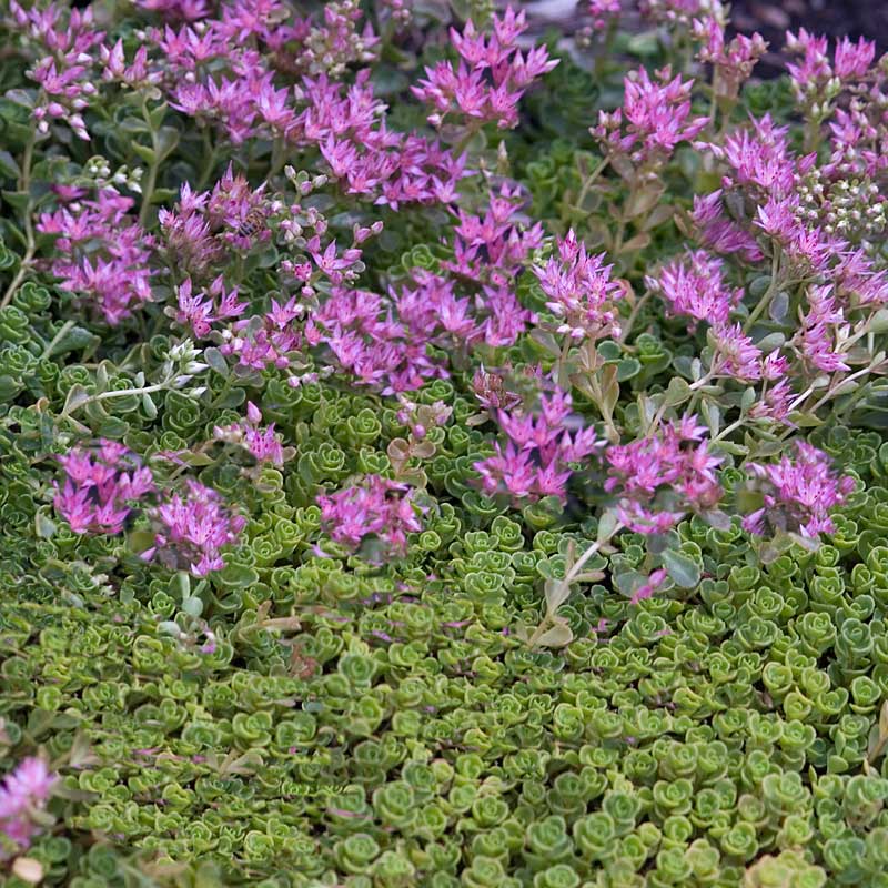 Sedum spurium ‘John Creech’