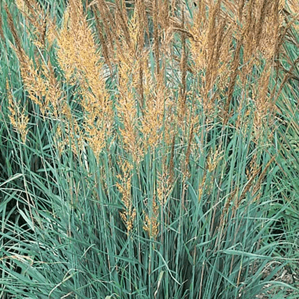 Sorghastrum nutans ‘Indian Steel’ (Indiangrass)